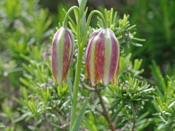 Fritillaria_lusitanica_Arrimal